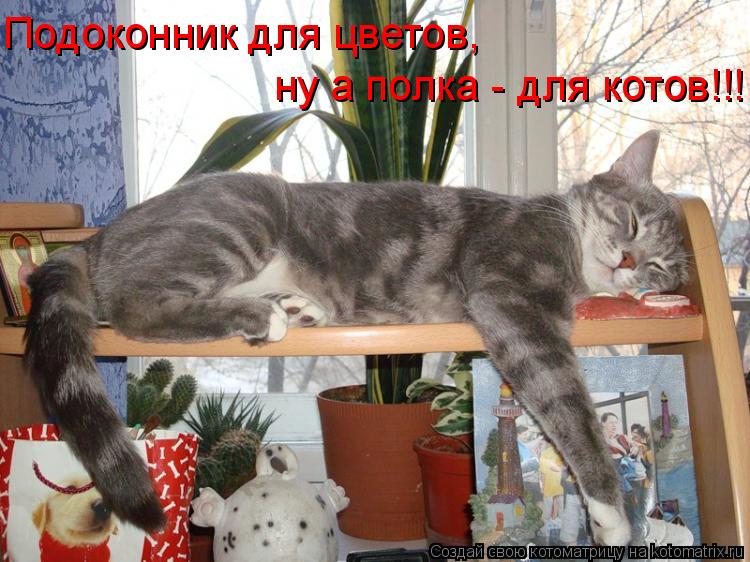 Подоконник для цветов, ну а полка - для котов!!!... Котоматрица: Подоконник для цветов, ну а полка - для котов!!!