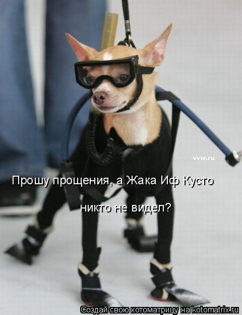 Прошу прощения, а Жака Иф Кусто никто не видел?... Котоматрица: Прошу прощения, а Жака Иф Кусто никто не видел?