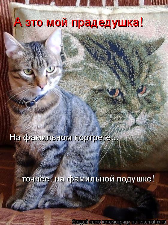 А это мой прадедушка! На фамильном портрете... точнее, на фамильной подушке!... Котоматрица: А это мой прадедушка! На фамильном портрете... точнее, на фамильной подушке!