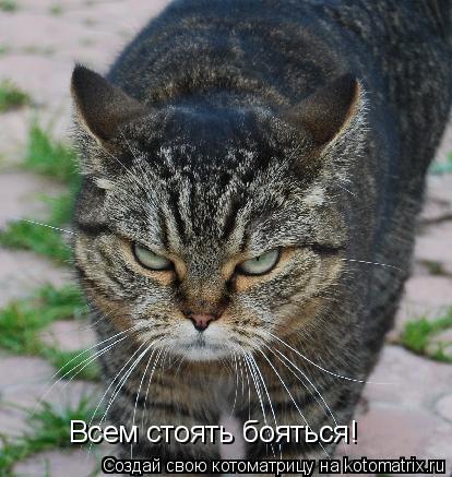 Всем стоять бояться!... Котоматрица: Всем стоять бояться!