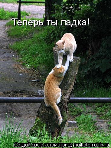 Теперь ты ладка!... Котоматрица: Теперь ты ладка!