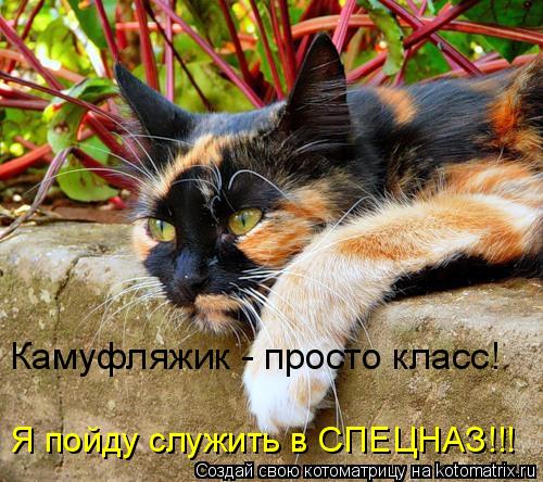 Камуфляжик - просто класс! Я пойду служить в СПЕЦНАЗ!!!... Котоматрица: Камуфляжик - просто класс! Я пойду служить в СПЕЦНАЗ!!!