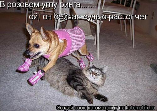 В розовом углу ринга....... ой, он сейчас судью растопчет... Котоматрица: В розовом углу ринга....... ой, он сейчас судью растопчет