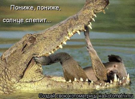 Пониже, пониже, солнце слепит...... Котоматрица: Пониже, пониже, солнце слепит...