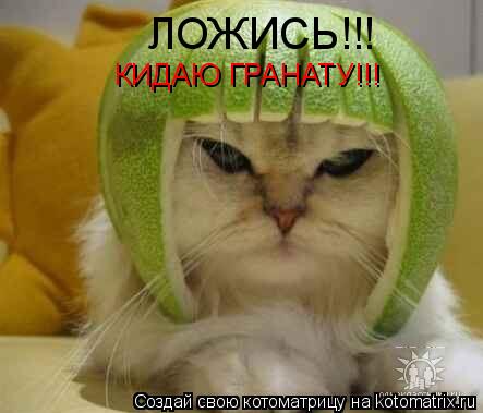 ЛОЖИСЬ!!! КИДАЮ ГРАНАТУ!!!... Котоматрица: ЛОЖИСЬ!!! КИДАЮ ГРАНАТУ!!!