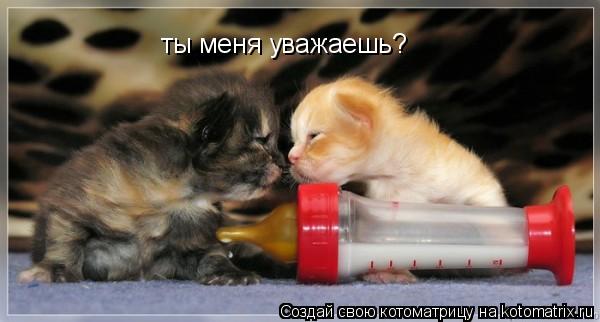 ты меня уважаешь?... Котоматрица: ты меня уважаешь?
