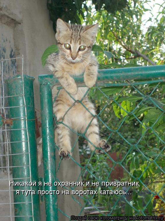 Никакой я не охранник и не привратник, я тута просто на воротах катаюсь...... Котоматрица: Никакой я не охранник и не привратник, я тута просто на воротах катаюсь...
