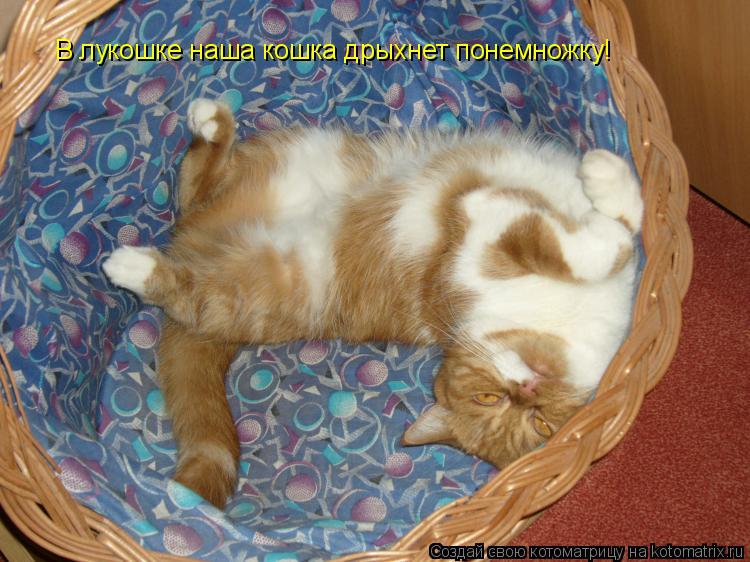 В лукошке наша кошка дрыхнет понемножку!... Котоматрица: В лукошке наша кошка дрыхнет понемножку!