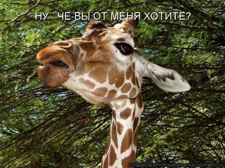 НУ ЧЕ ВЫ ОТ МЕНЯ ХОТИТЕ?... Котоматрица: НУ ЧЕ ВЫ ОТ МЕНЯ ХОТИТЕ?