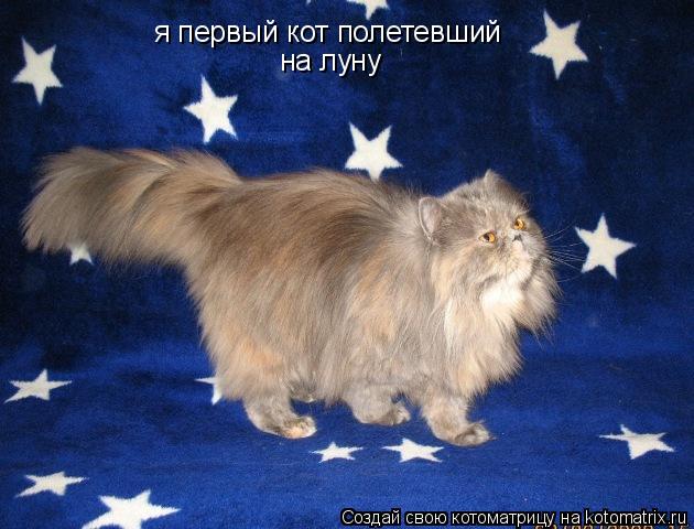 я первый кот полетевший на луну... Котоматрица: я первый кот полетевший на луну