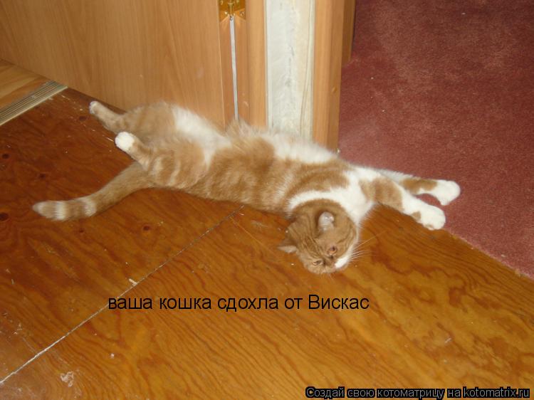 ваша кошка сдохла от Вискас... Котоматрица: ваша кошка сдохла от Вискас
