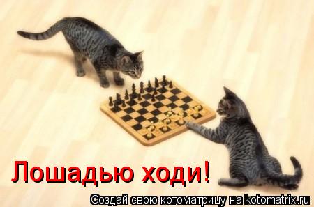 Лошадью ходи!... Котоматрица: Лошадью ходи!