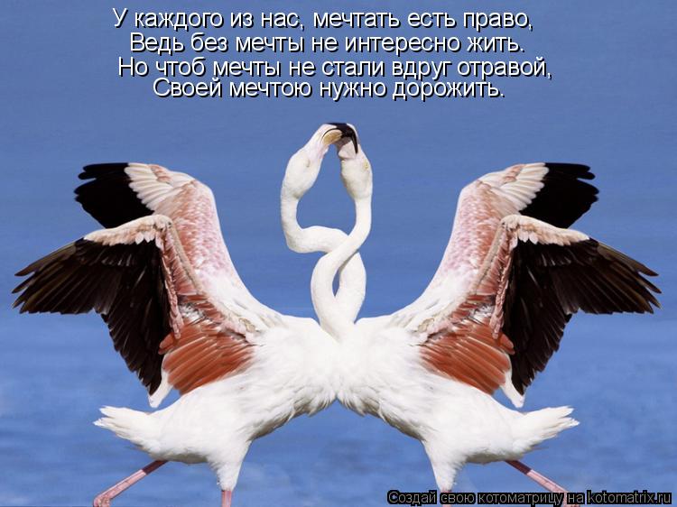 У каждого из нас, мечтать есть право, Ведь без мечты не интересно жить. Но чтоб мечты не стали вд... Котоматрица: У каждого из нас, мечтать есть право, Ведь без мечты не интересно жить. Но чтоб мечты не стали вдруг отравой, Своей мечтою нужно дорожить.