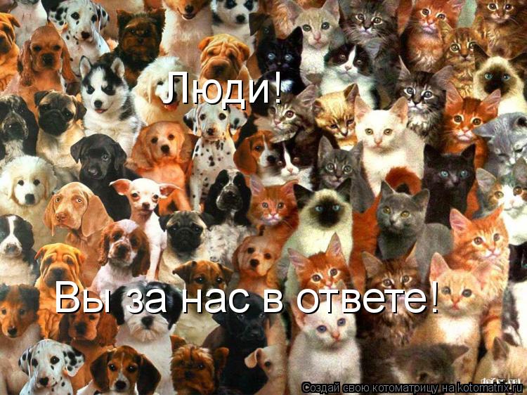 Люди! Вы за нас в ответе!... Котоматрица: Люди! Вы за нас в ответе!