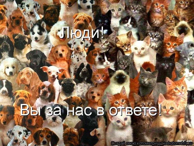 Котоматрица: Люди! Вы за нас в ответе!