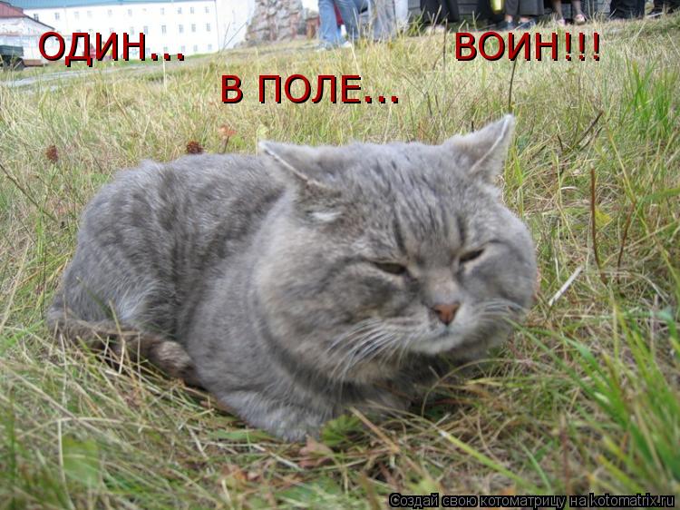 ОДИН... В ПОЛЕ... ВОИН!!!... Котоматрица: ОДИН... В ПОЛЕ... ВОИН!!!