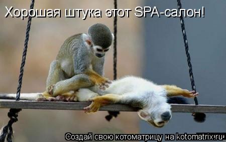 Хорошая штука этот SPA-салон!... Котоматрица: Хорошая штука этот SPA-салон!