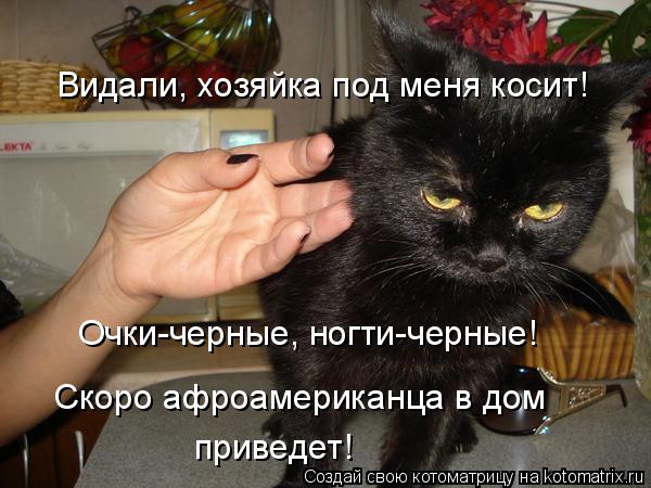 Видали, хозяйка под меня косит! Очки-черные, ногти-черные! Скоро афроамериканца в дом приведет!... Котоматрица: Видали, хозяйка под меня косит! Очки-черные, ногти-черные! Скоро афроамериканца в дом приведет!