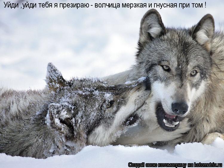 Уйди ,уйди тебя я презираю - волчица мерзкая и гнусная при том !... Котоматрица: Уйди ,уйди тебя я презираю - волчица мерзкая и гнусная при том !