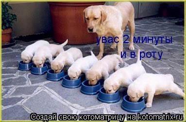 увас 2 минуты и в роту... Котоматрица: увас 2 минуты и в роту