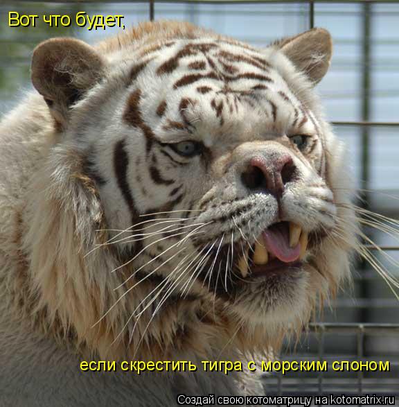 Вот что будет, если скрестить тигра с морским слоном... Котоматрица: Вот что будет, если скрестить тигра с морским слоном