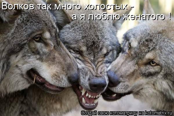 Волков так много холостых - а я люблю женатого !... Котоматрица: Волков так много холостых - а я люблю женатого !