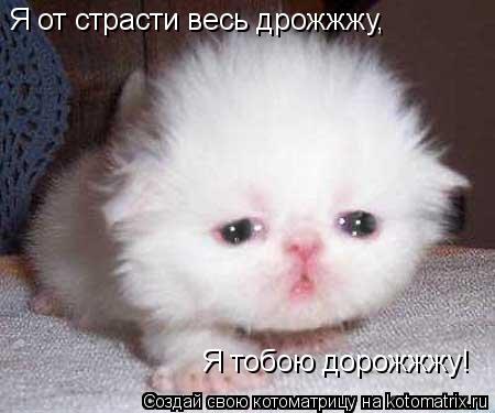 Я от страсти весь дрожжжу, Я тобою дорожжжу!... Котоматрица: Я от страсти весь дрожжжу, Я тобою дорожжжу!