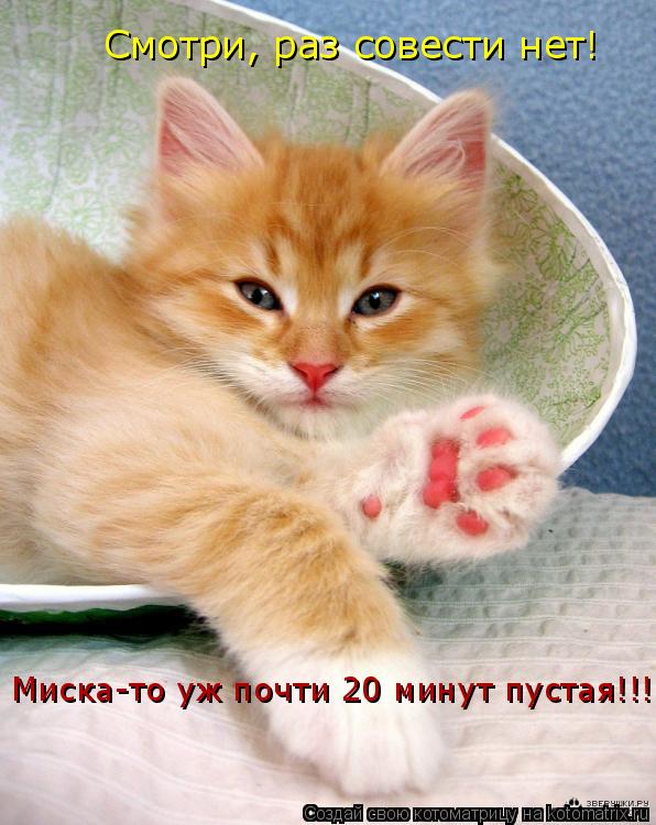 Смотри, раз совести нет! Миска-то уж почти 20 минут пустая!!!... Котоматрица: Смотри, раз совести нет! Миска-то уж почти 20 минут пустая!!!