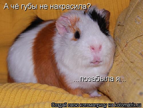 А чё губы не накрасила? ...позабыла я...... Котоматрица: А чё губы не накрасила? ...позабыла я...