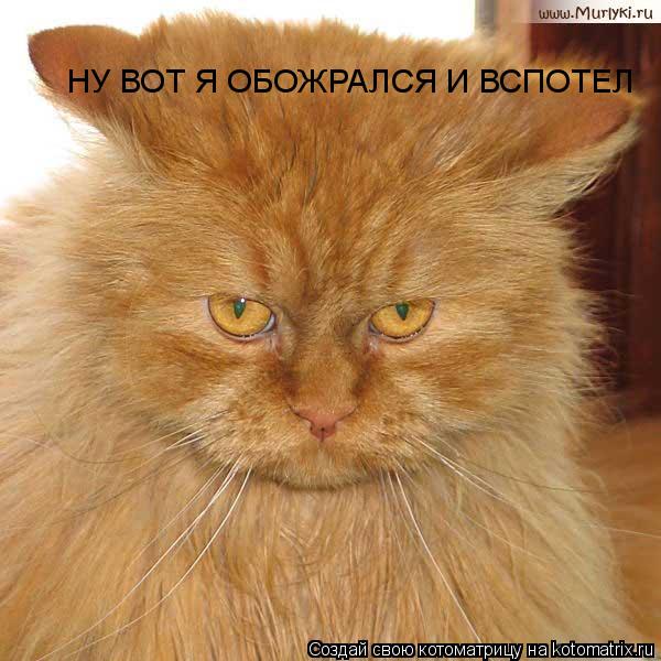 НУ ВОТ Я ОБОЖРАЛСЯ И ВСПОТЕЛ... Котоматрица: НУ ВОТ Я ОБОЖРАЛСЯ И ВСПОТЕЛ