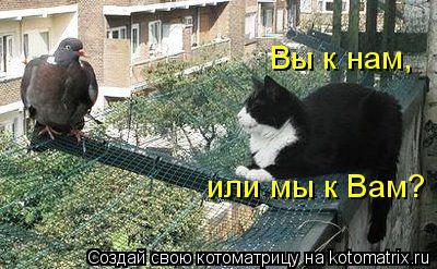 Вы к нам, или мы к Вам?... Котоматрица: Вы к нам, или мы к Вам?