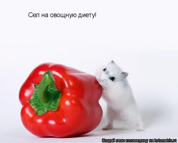 Сел на овощную диету!... Котоматрица: Сел на овощную диету!