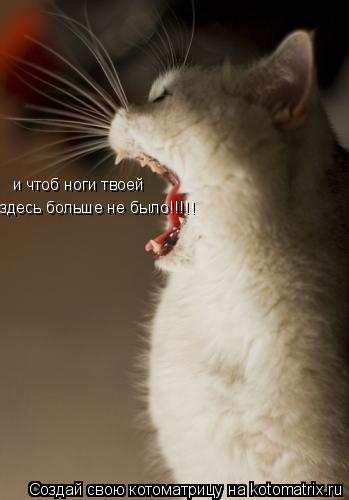 и чтоб ноги твоей здесь больше не было!!!!!... Котоматрица: и чтоб ноги твоей здесь больше не было!!!!!