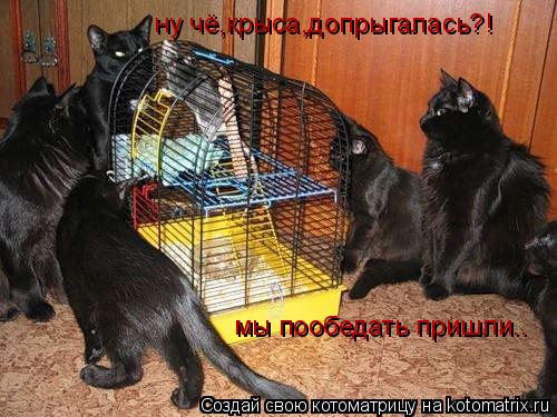 ну чё,крыса,допрыгалась?! мы пообедать пришли..... Котоматрица: ну чё,крыса,допрыгалась?! мы пообедать пришли..