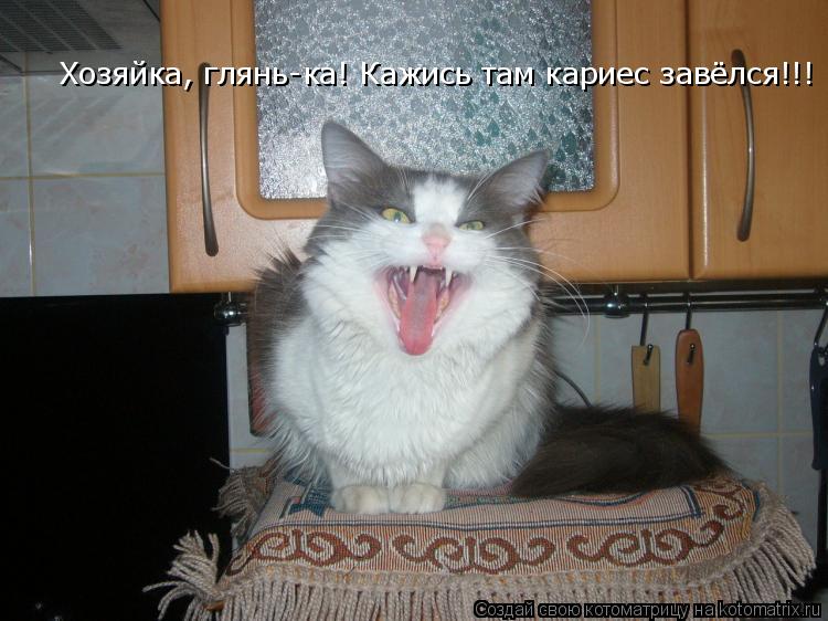 Хозяйка, глянь-ка! Кажись там кариес завёлся!!!... Котоматрица: Хозяйка, глянь-ка! Кажись там кариес завёлся!!!