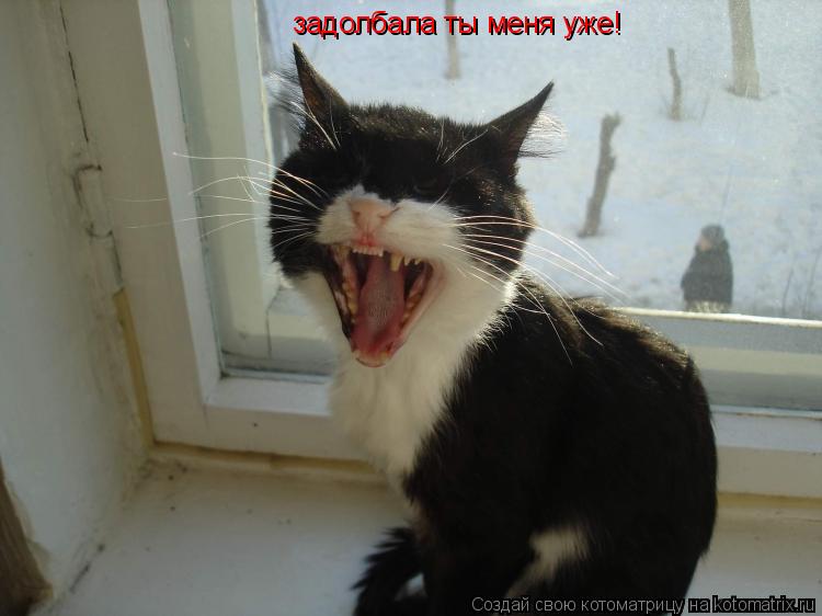 задолбала ты меня уже!... Котоматрица: задолбала ты меня уже!