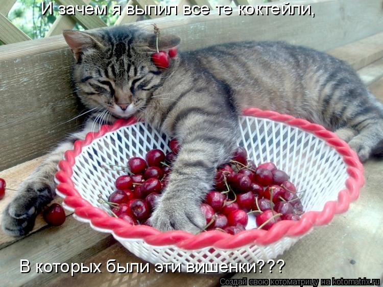 И зачем я выпил все те коктейли, В которых были эти вишенки???... Котоматрица: И зачем я выпил все те коктейли, В которых были эти вишенки???