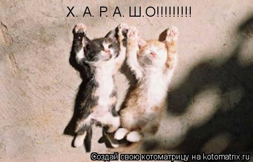 Х. А. Р. А. Ш.О!!!!!!!!!... Котоматрица: Х. А. Р. А. Ш.О!!!!!!!!!