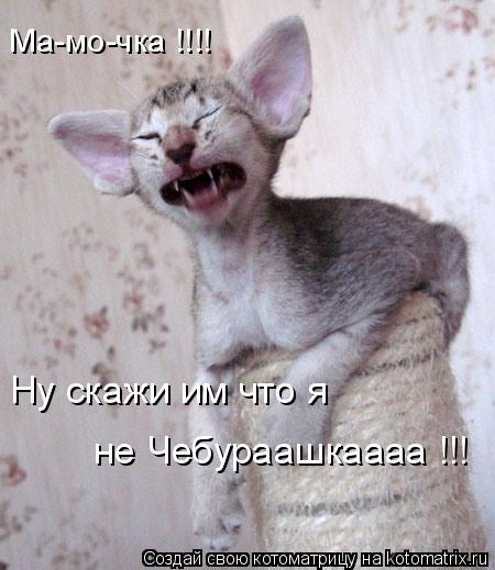 Ма-мо-чка !!!! Ну скажи им что я не Чебураашкаааа !!!... Котоматрица: Ма-мо-чка !!!! Ну скажи им что я не Чебураашкаааа !!!