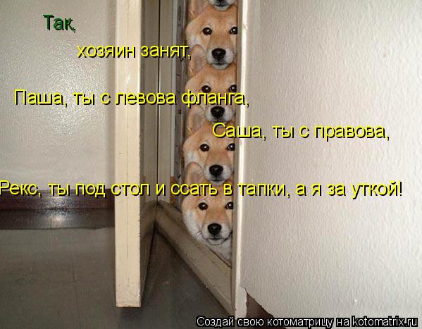 Так, хозяин занят, Паша, ты с левова фланга, Саша, ты с правова, Рекс, ты под стол и ссать в тапки, а... Котоматрица: Так, хозяин занят, Паша, ты с левова фланга, Саша, ты с правова, Рекс, ты под стол и ссать в тапки, а я за уткой!