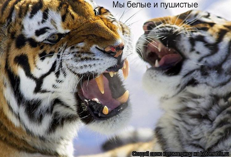 Мы белые и пушистые... Котоматрица: Мы белые и пушистые