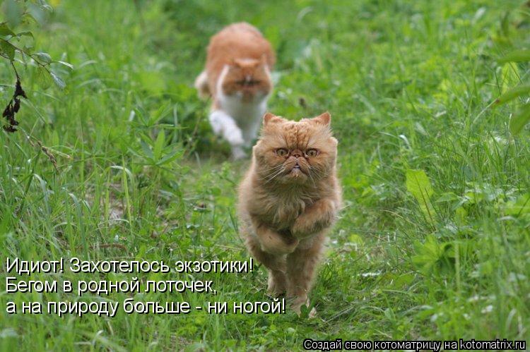 Идиот! Захотелось экзотики! Бегом в родной лоточек, а на природу больше - ни ногой!... Котоматрица: Идиот! Захотелось экзотики! Бегом в родной лоточек, а на природу больше - ни ногой!