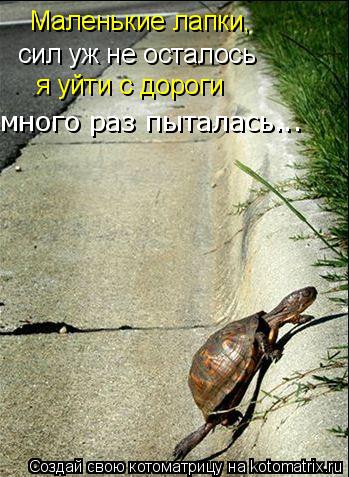 Маленькие лапки, сил уж не осталось я уйти с дороги много раз пыталась...... Котоматрица: Маленькие лапки, сил уж не осталось я уйти с дороги много раз пыталась...