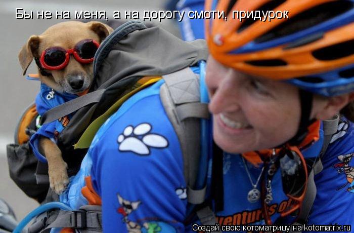 Бы не на меня, а на дорогу смоти, придурок... Котоматрица: Бы не на меня, а на дорогу смоти, придурок