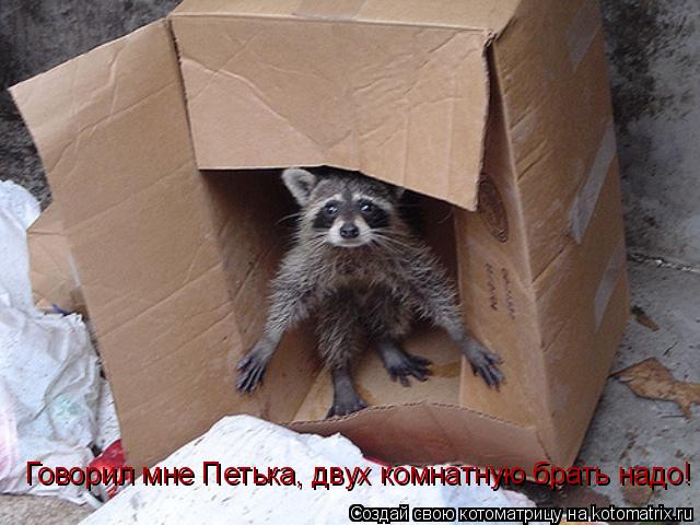 Говорил мне Петька, двух комнатную брать надо!... Котоматрица: Говорил мне Петька, двух комнатную брать надо!