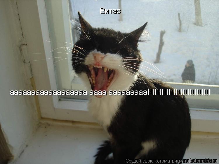 Витас аааааааааааааааааа аааа ааааааааа!!!!!!!!!!!!!!!!!!!!!!!!!!!... Котоматрица: Витас аааааааааааааааааа аааа ааааааааа!!!!!!!!!!!!!!!!!!!!!!!!!!!