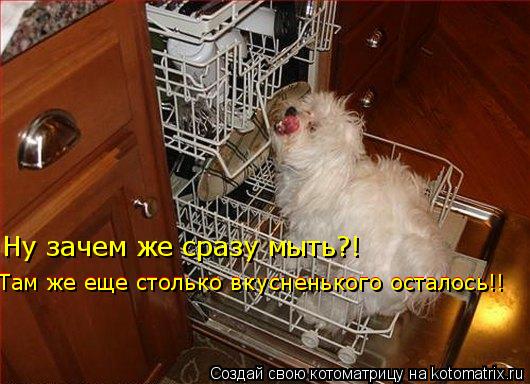 Ну зачем же сразу мыть?! Там же еще столько вкусненького осталось!! Там же еще столько вкусненького о... Котоматрица: Ну зачем же сразу мыть?! Там же еще столько вкусненького осталось!! Там же еще столько вкусненького осталось!!