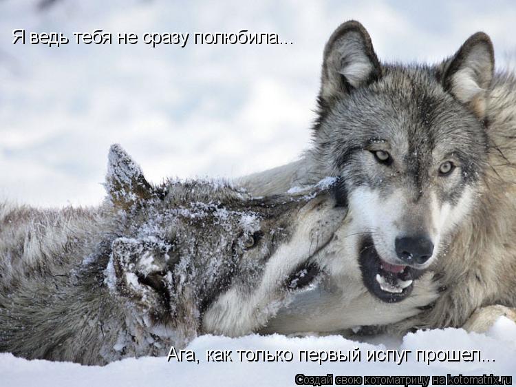 Я ведь тебя не сразу полюбила... Ага, как только первый испуг прошел...... Котоматрица: Я ведь тебя не сразу полюбила... Ага, как только первый испуг прошел...