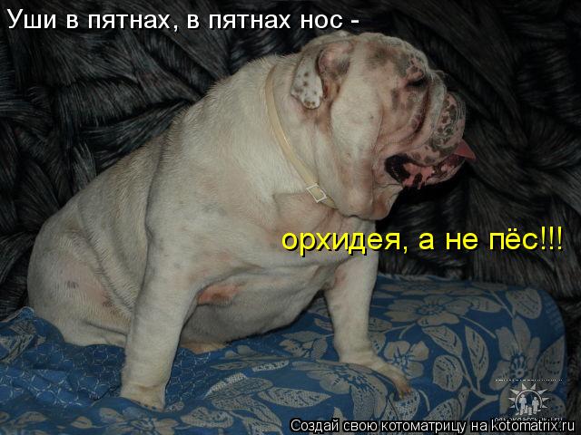 Уши в пятнах, в пятнах нос - орхидея, а не пёс!!!... Котоматрица: Уши в пятнах, в пятнах нос - орхидея, а не пёс!!!