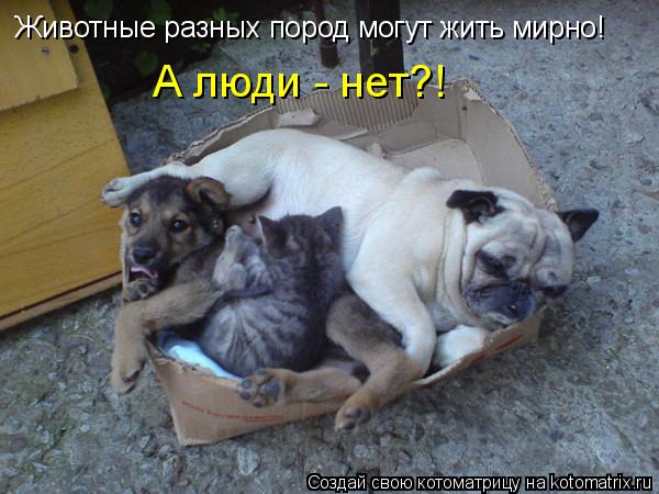 Животные разных пород могут жить мирно! А люди - нет?!... Котоматрица: Животные разных пород могут жить мирно! А люди - нет?!